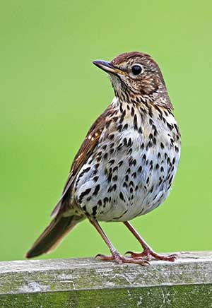Adult Song Thrush