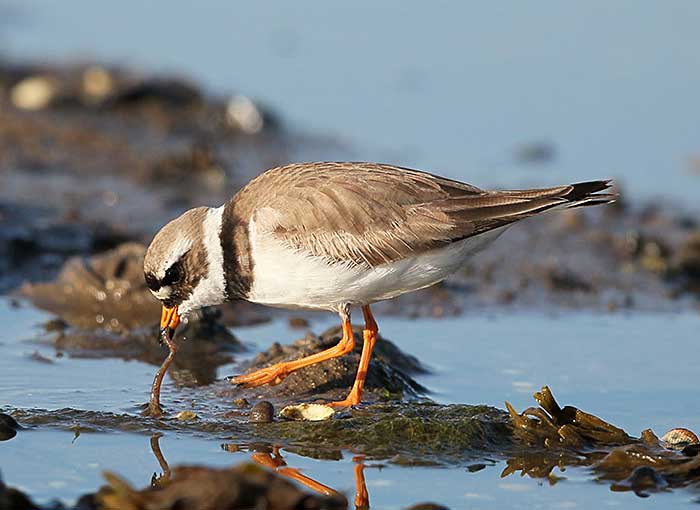 Ringed Plover survey