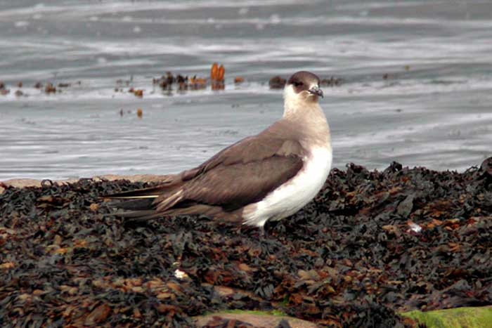 Arctic Skua waits watchfully