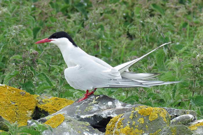 A resting Arctic Tern