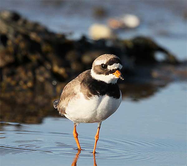 Ringed-Plover