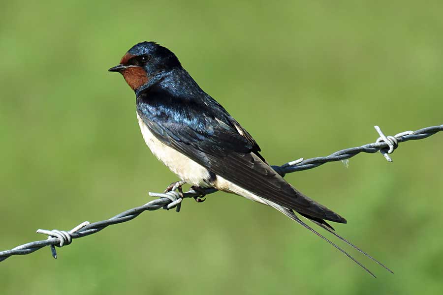 Swallow