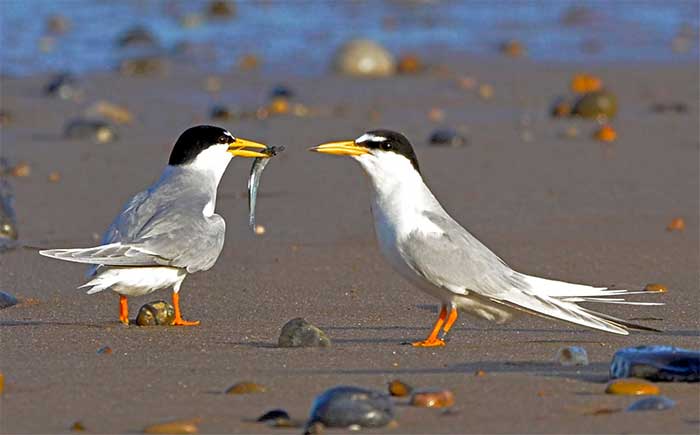 Ringed-Plover