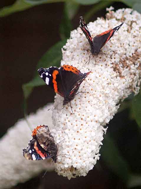 Buddleia August Visitors