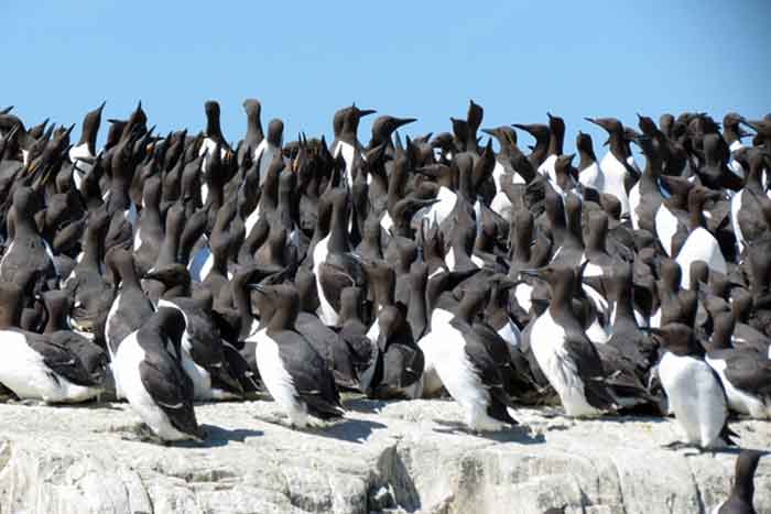 Guillemots packed together on one of their breeding sites