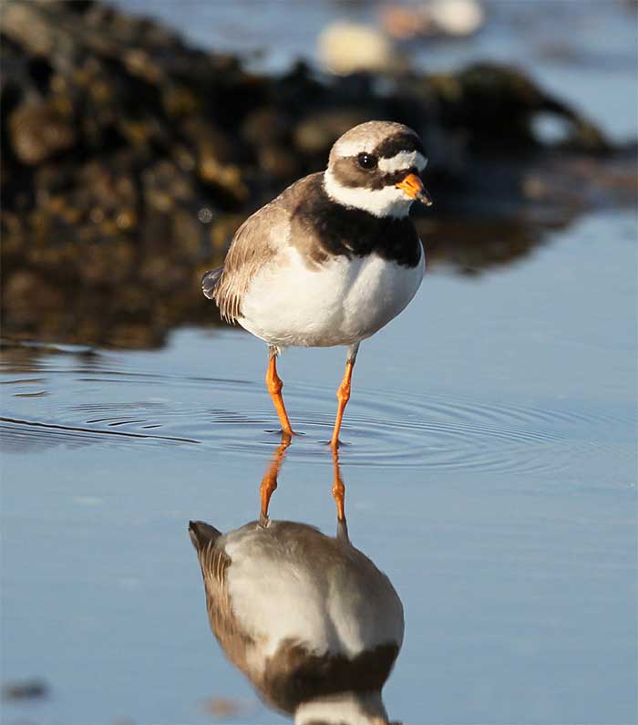 SITEZINE: HOLY ISLAND'S E-MAIL MAGAZINE - May 2024